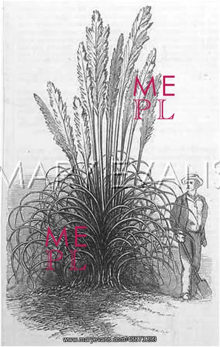  : PAMPAS GRASS