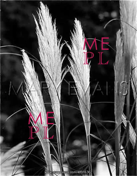  : PAMPAS GRASS