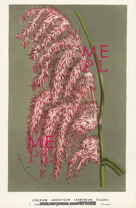 : Pampas grass, Cortaderia selloana : Pampas grass, Cortaderia selloana