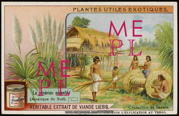 : PAMPAS GRASS CULTIVATE : PAMPAS GRASS CULTIVATE