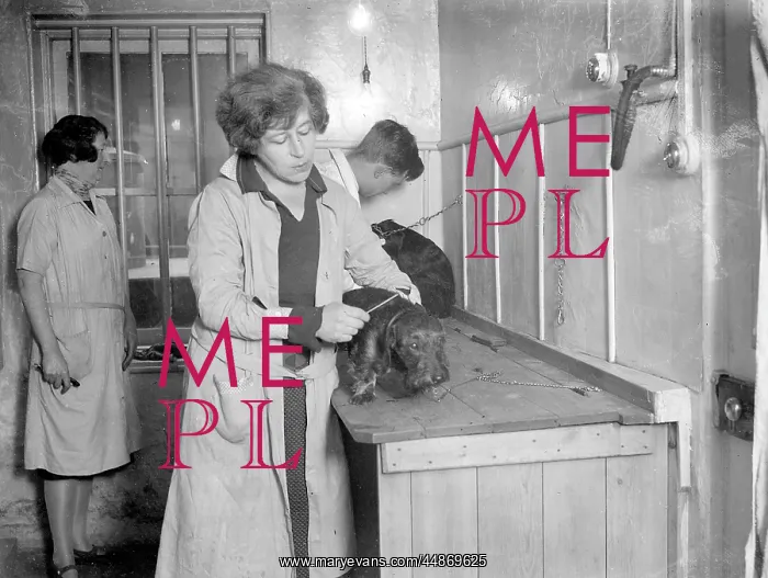 : PAMPERED PETS : PAMPERED PETS