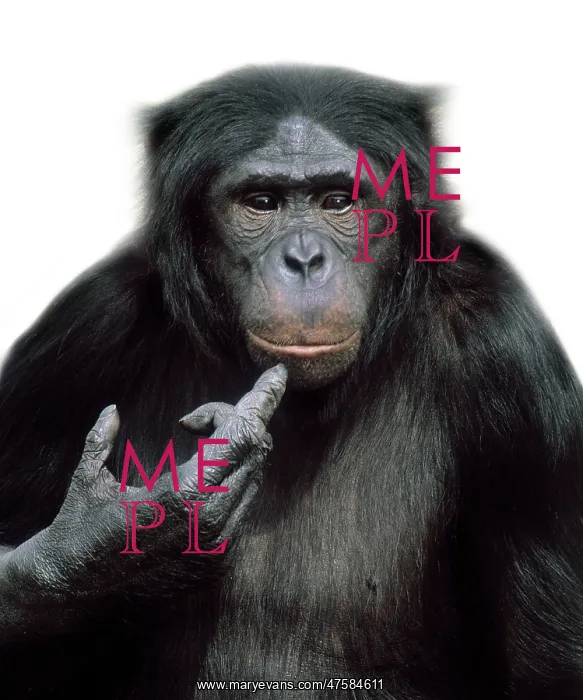 : Pan paniscus, pygmy chimpanzee : Pan paniscus, pygmy chimpanzee