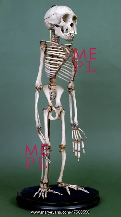 : Pan troglodytes, chimpanzee : Pan troglodytes, chimpanzee
