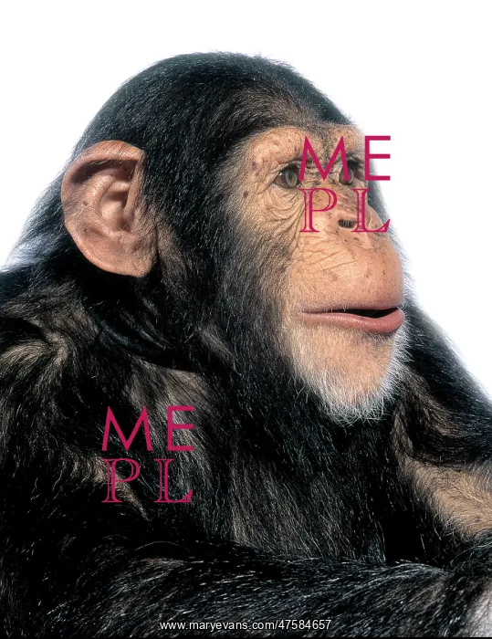 : Pan troglodytes, chimpanzee : Pan troglodytes, chimpanzee