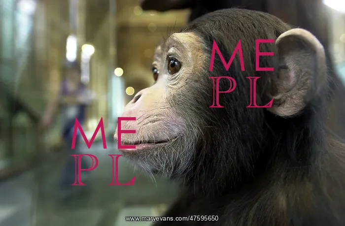 : Pan troglodytes, chimpanzee : Pan troglodytes, chimpanzee