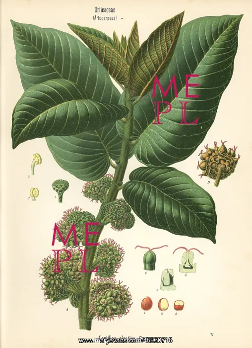 : Panama rubber tree, Castilla elastica : Panama rubber tree, Castilla elastica
