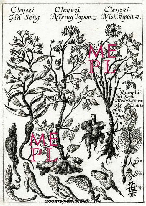 : Panax Ginseng or Japanese ginseng : Panax Ginseng or Japanese ginseng