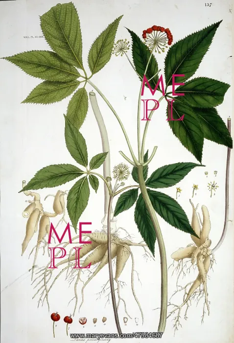 : Panax pseudoginseng, tienchi ginseng : Panax pseudoginseng, tienchi ginseng