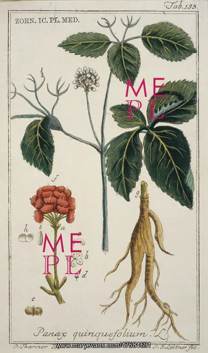 : Panax quinquefolium, ginseng : Panax quinquefolium, ginseng