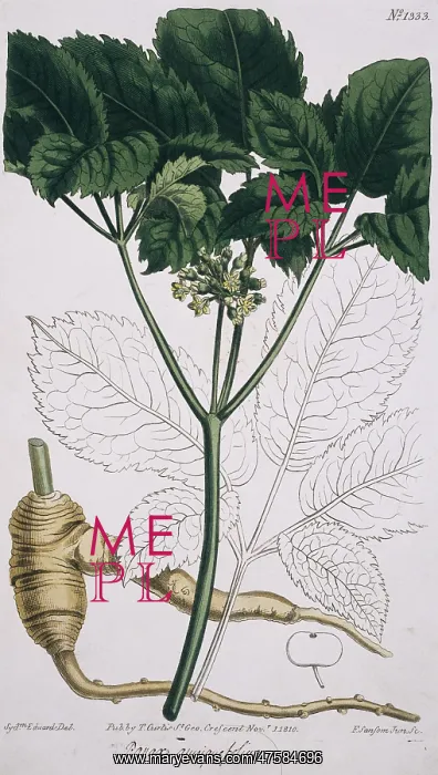 : Panax quinquefolium, ginseng : Panax quinquefolium, ginseng