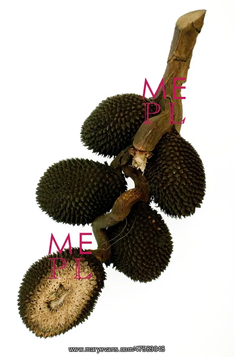  : Pandanus atrocarpus, screw pine