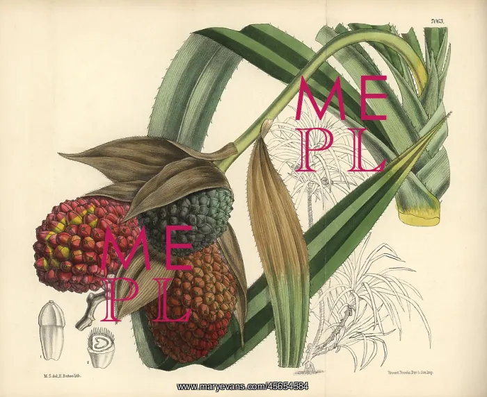 : Pandanus labyrinthicus, native of the Malay Islands : Pandanus labyrinthicus, native of the Malay Islands