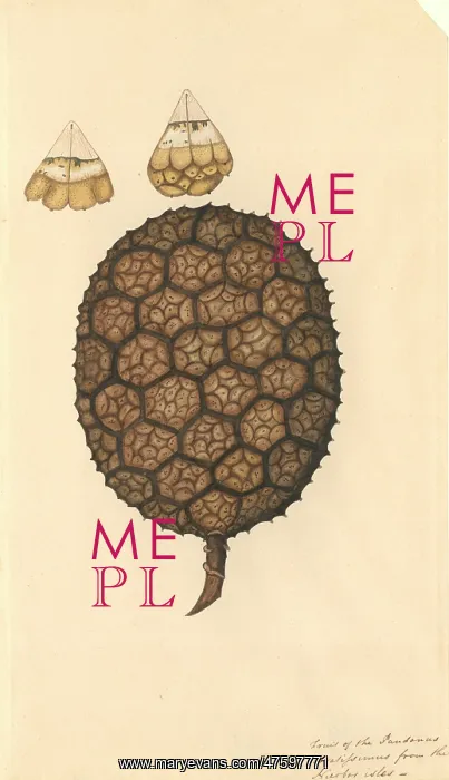 : Pandanus odoratissimus, umbrella tree : Pandanus odoratissimus, umbrella tree