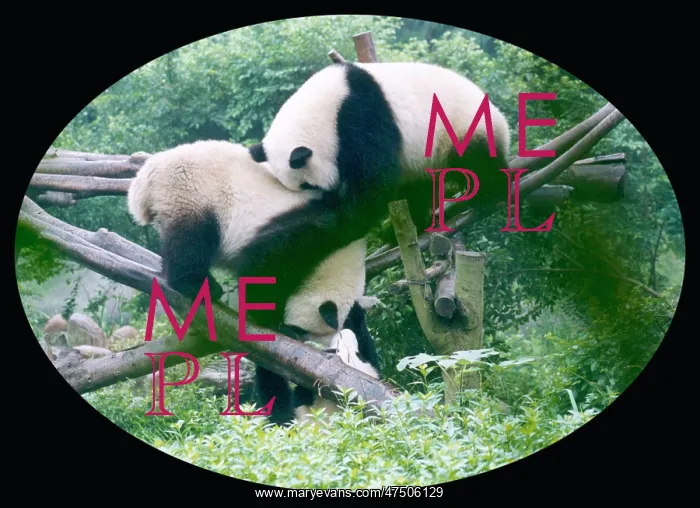  : PANDAS / CHINA 1999