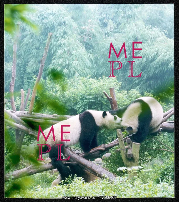  : PANDAS / CHINA 1999