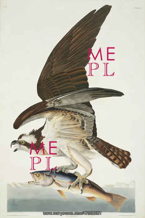 : Pandion haliaetus, osprey : Pandion haliaetus, osprey