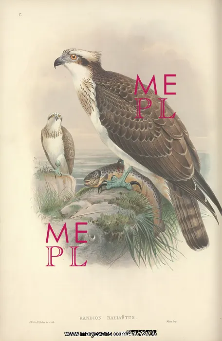: Pandion haliaetus, osprey : Pandion haliaetus, osprey