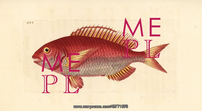 : Pandora fish, Pagellus erythrinus : Pandora fish, Pagellus erythrinus