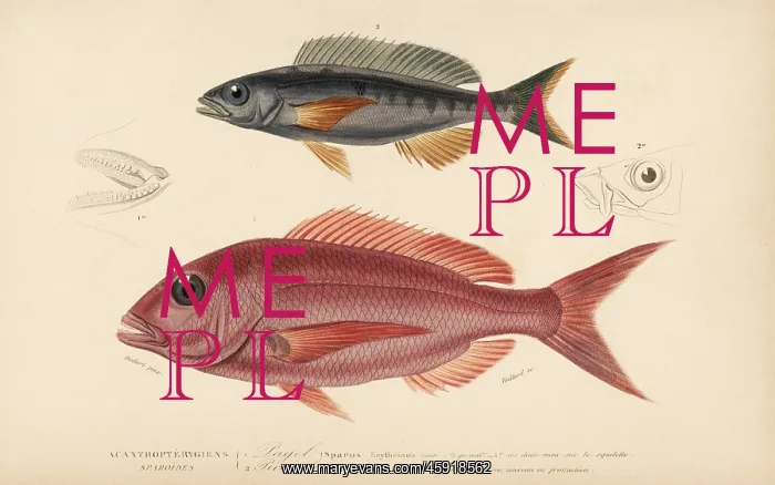 : Pandora fish and picarel : Pandora fish and picarel