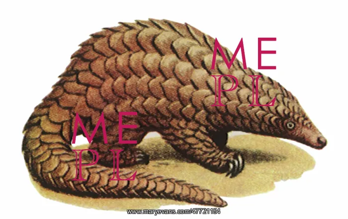  : Pangolin