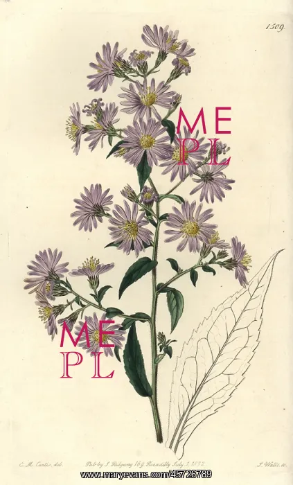 : Panicled aster, Symphyotrichum lanceolatum : Panicled aster, Symphyotrichum lanceolatum