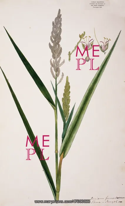 : Panicum frumentaceum, barnyard grass : Panicum frumentaceum, barnyard grass
