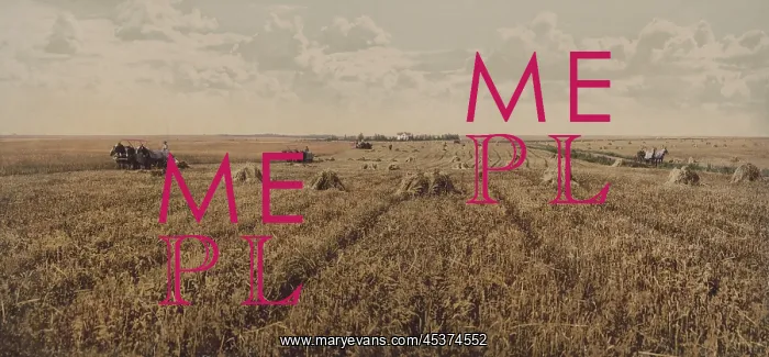 : Panoramic view of wheat fields in the American : Panoramic view of wheat fields in the American