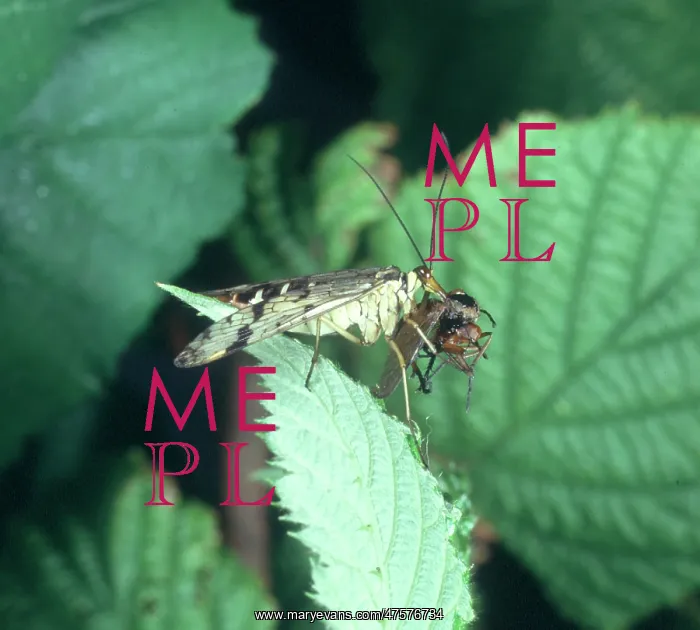 : Panorpa communis, scorpion fly : Panorpa communis, scorpion fly