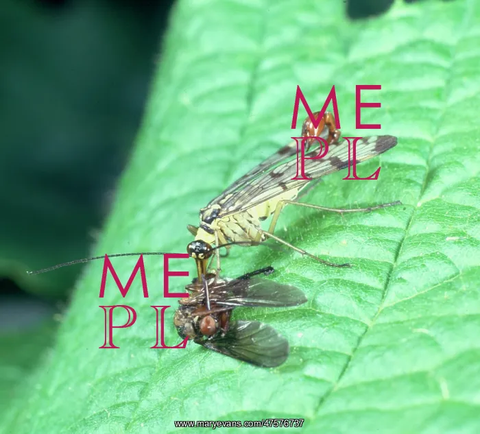 : Panorpa communis, scorpion fly : Panorpa communis, scorpion fly
