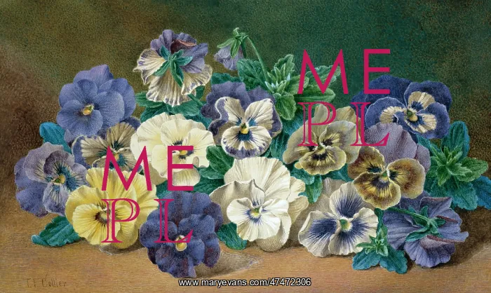: Pansies - blue, mauve, yellow and white pansies : Pansies - blue, mauve, yellow and white pansies