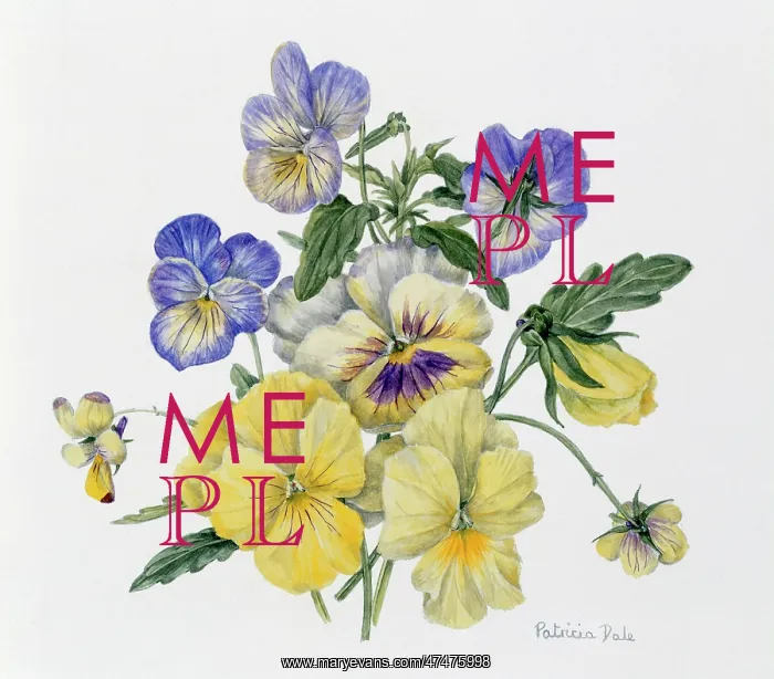  : Pansies- a small posy of yellow and purple (watercolour 5 x 5 inches)