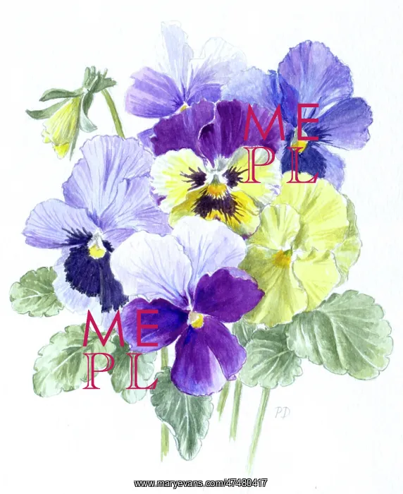  : Pansies
