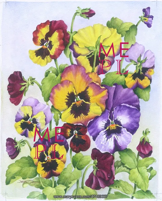  : Pansies