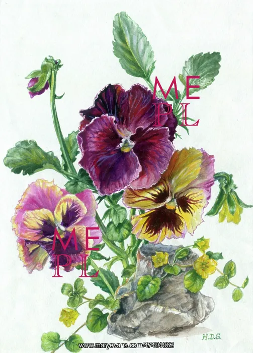 : Pansies