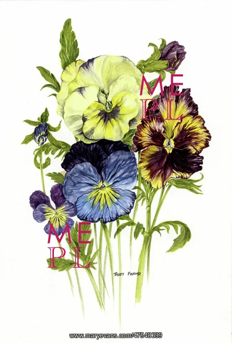  : Pansies. Study of four different coloured pansies and buds