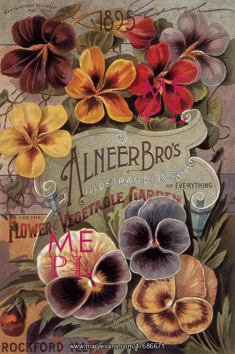  : Pansies