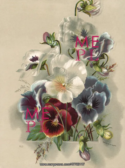  : Pansies