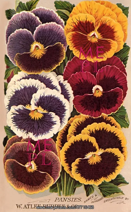  : Pansies