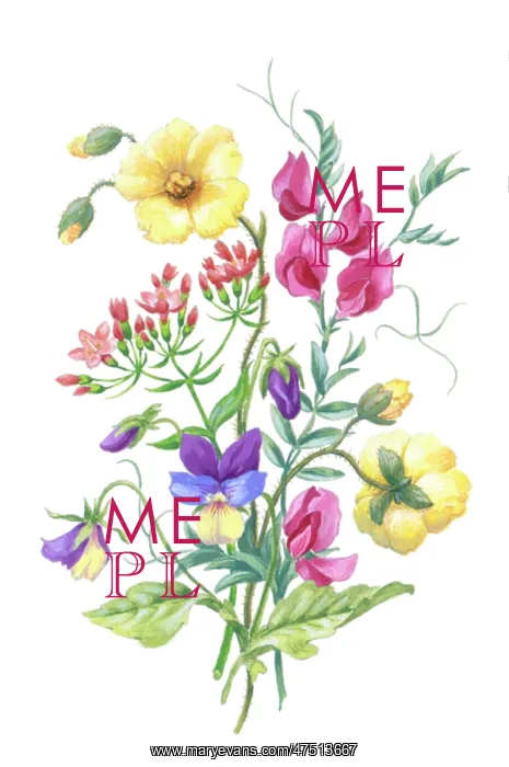  : Pansies, centaury, sweet peas and other flowers