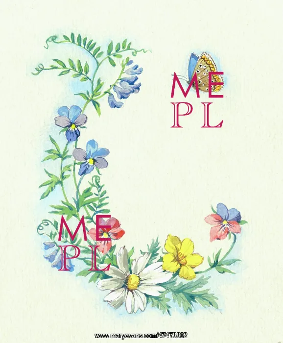  : Pansies, marguerites and butterfly