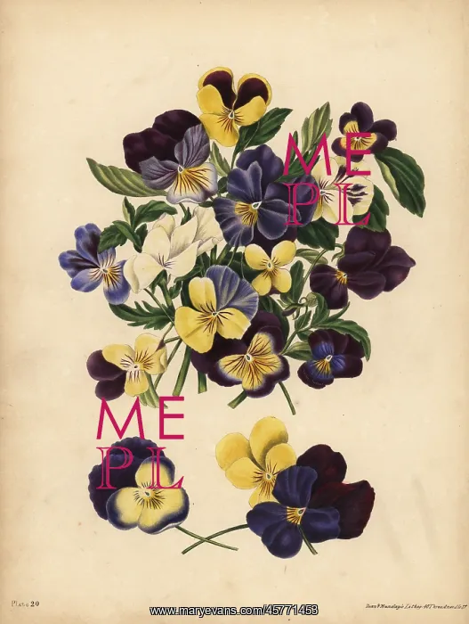 : Pansies, Pensees, or Heart's Ease, Thoughts : Pansies, Pensees, or Heart's Ease, Thoughts
