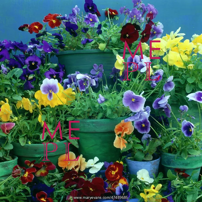 : Pansies in Pots : Pansies in Pots