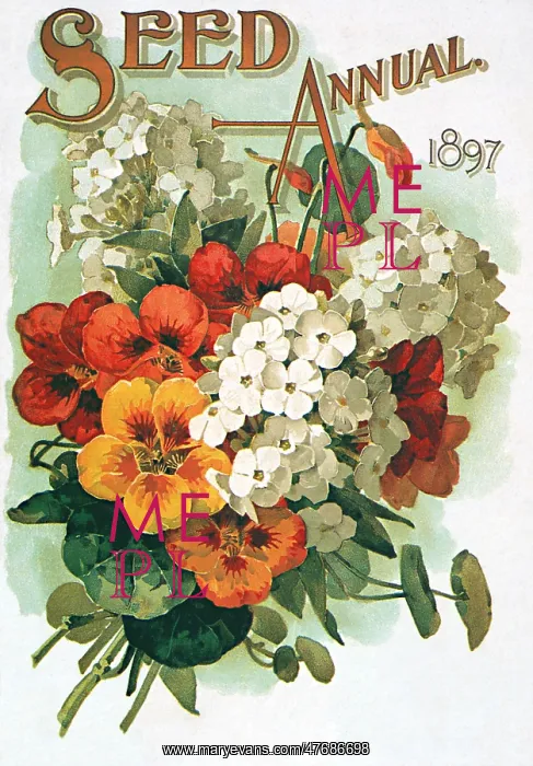  : Pansies and White Flowers