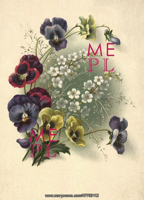  : Pansies, White Flowers