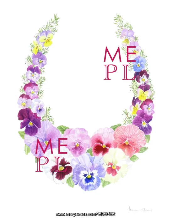 : Pansies with white heather in horseshoe shape : Pansies with white heather in horseshoe shape