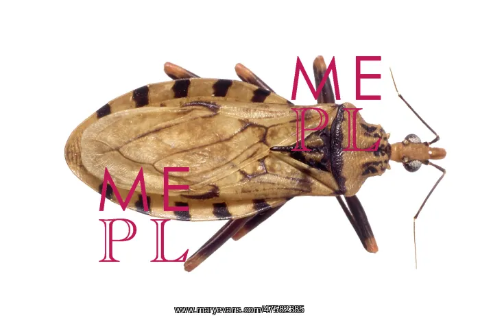 : Panstrongylus geniculatus, triatomine bug : Panstrongylus geniculatus, triatomine bug
