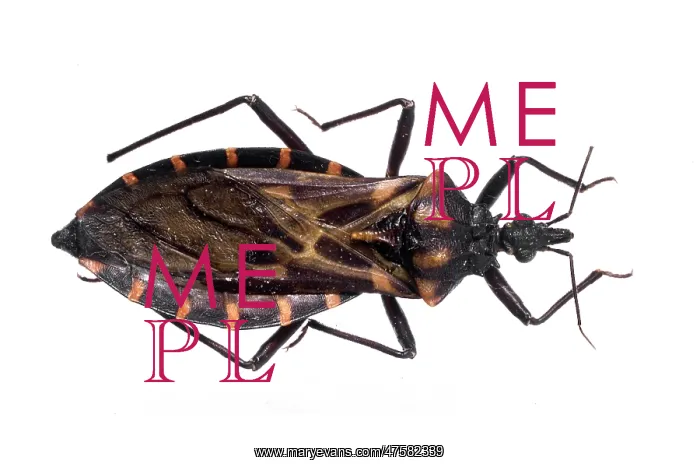 : Panstrongylus megistus, triatomine bug : Panstrongylus megistus, triatomine bug