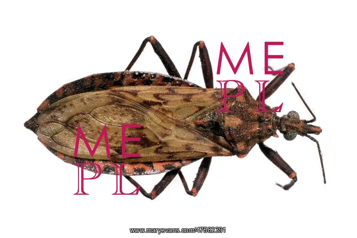 : Panstrongylus rufotuberculatus, triatomine bug : Panstrongylus rufotuberculatus, triatomine bug