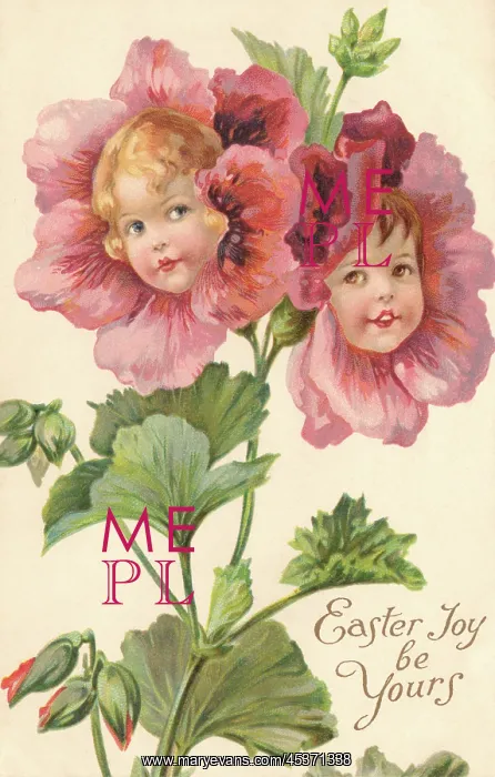 : Pansy flower faces : Pansy flower faces