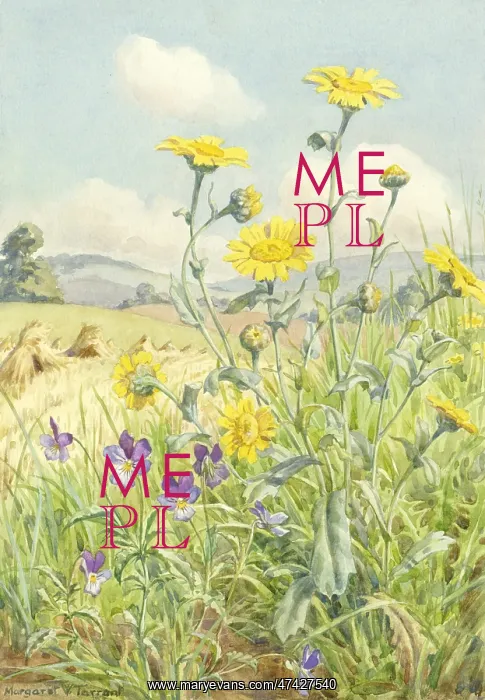: Pansy or Heartsease and Corn Marigold : Pansy or Heartsease and Corn Marigold